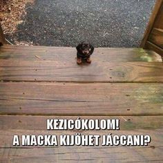 a small black and brown dog sitting on top of a wooden deck