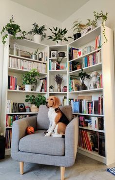 a dog sitting on a chair in front of a bookshelf filled with plants