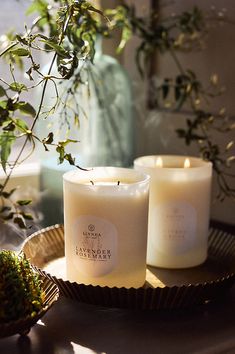 two candles sitting on a tray next to a potted plant