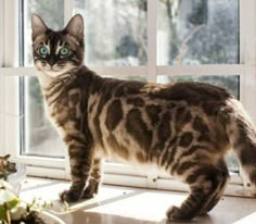 a cat standing in front of a window