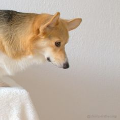 a brown and white dog standing on top of a bed next to a white wall