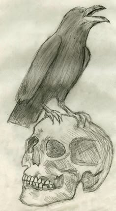 a drawing of a crow sitting on top of a skull with a human skull below it