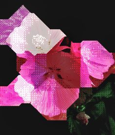 an abstract image of pink flowers on a black background with half -toned dots