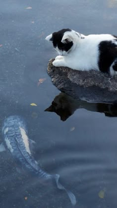 a black and white cat laying on top of a rock next to a body of water