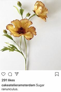 two yellow flowers on a white background with the caption 29 likes cakettalememasteram sugar ranunculas