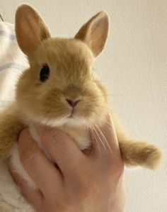 a person holding a brown and white bunny