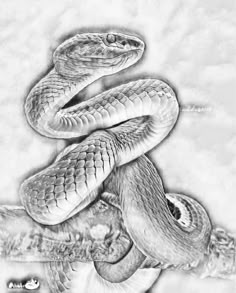 a pencil drawing of a snake on a branch