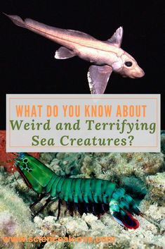 what do you know about weird and terrifying sea creatures?