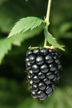 a close up of a black berry on a plant