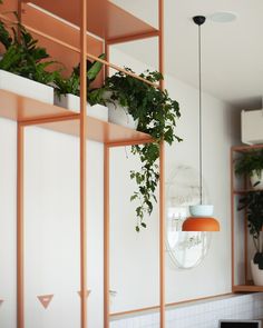 a room with plants hanging from the ceiling, and a mirror on the wall above it