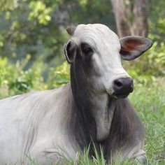 a cow laying down in the grass with trees in the backgrouds behind it