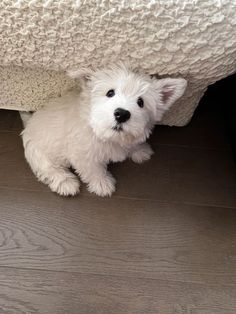 a small white dog sitting under a bed