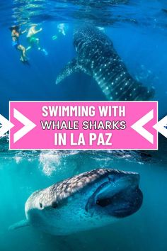 two people swimming next to a whale in the ocean with text overlay reading swimming with whale sharks in lapaz