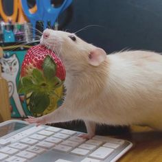 a rodent eating a strawberry on top of a keyboard