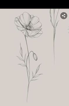 some flowers are drawn in pencil on a sheet of paper with the same drawing technique