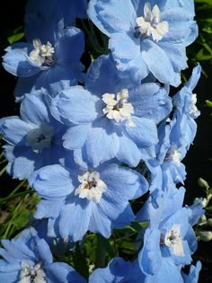 blue flowers are blooming in the garden