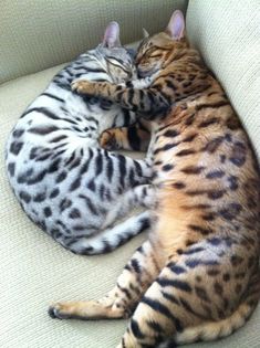 two cats are curled up on the couch