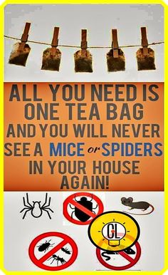 a sign that says all you need is one tea bag and you will never see a mice or spider in your house again