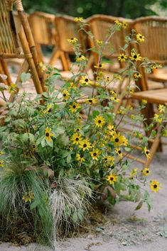 a bunch of chairs sitting next to each other with flowers growing out of the ground