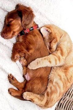 a dog and cat laying on top of each other