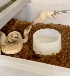 a white rat in a cage next to a large snake and a bowl with water