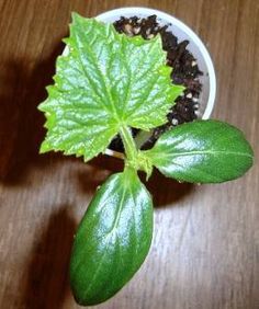 a plant with green leaves and dirt in a white pot on a wooden table top