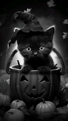 a black and white photo of a cat in a pumpkin bucket