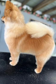 a small brown and white dog standing on top of a black table next to a window