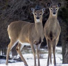 two deer standing next to each other on top of snow covered ground with trees in the background