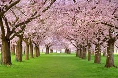 a baby in a stroller under pink blossom trees