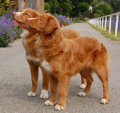 two brown dogs standing next to each other on a road near purple flowers and trees