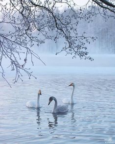 two swans are swimming in the water under a tree with no leaves on its branches