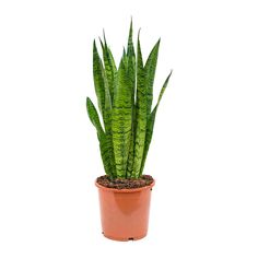 a green plant in a brown pot on a white background