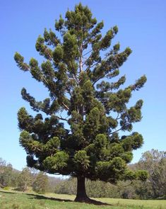 a large pine tree in the middle of a grassy field with blue sky behind it