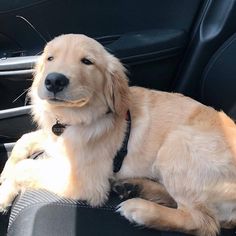 a golden retriever dog sitting in the back seat of a car with his head resting on its paw