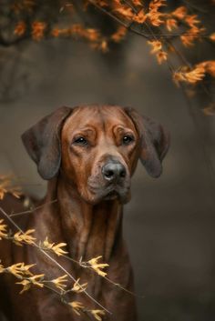 a brown dog standing in front of some yellow leaves and looking at the camera with an intense look on his face