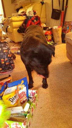 a dog is sniffing the food on the floor