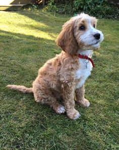 a brown and white dog sitting in the grass