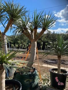 Dragon Tree (Dracaena Draco) - Designer Trees Australia