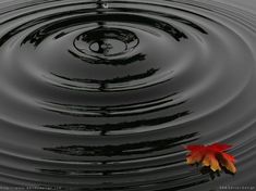 a red and yellow leaf floating on top of a body of water with ripples