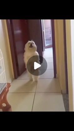 a small white dog standing in front of a birdcage on top of a tiled floor