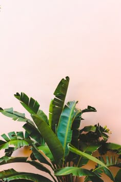 a potted plant sitting on top of a wooden table next to a white wall