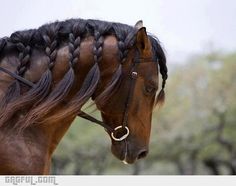 a brown horse with braids on it's head standing in front of trees