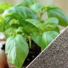 two photos side by side, one with green plants and the other with brown seeds