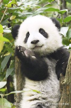 a black and white panda bear sitting on top of a tree trunk with its paws in the air