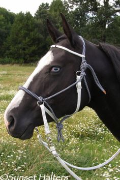 a black horse wearing a bridle in a field