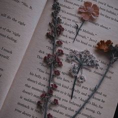 three dried flowers sitting on top of an open book