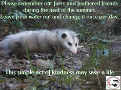 an animal that is standing in the grass next to some water and rocks with a quote on it