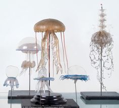 several jellyfish are displayed in glass cases on black bases and stand against a white wall