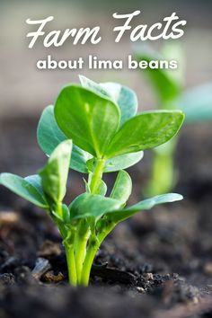 a plant growing out of the ground with text overlay that reads how to grow lima beans beginner's guide